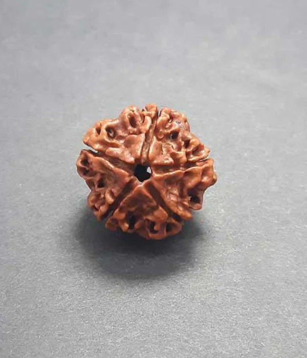 5-face Rudraksha